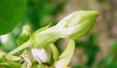  Floral Bud - See calyx